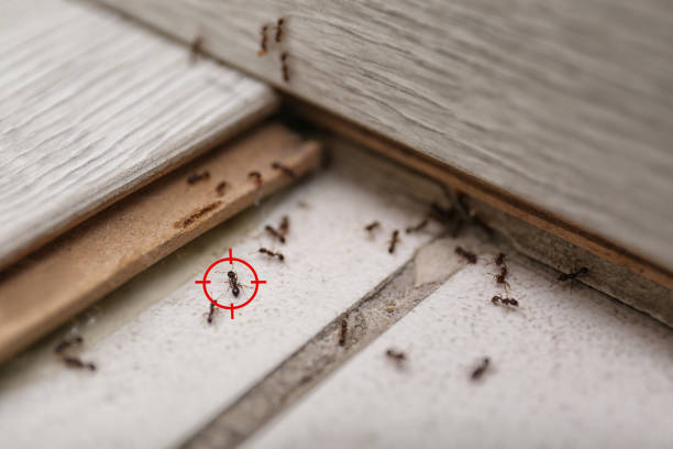 Best Emergency Pest Control  in New London, WI