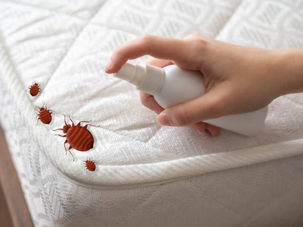 Best Insect Control  in New London, WI