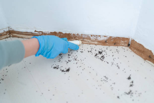 Best Affordable Pest Control Services  in New London, WI